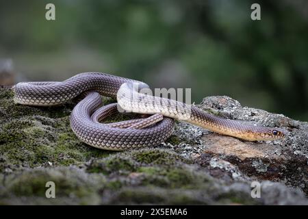 Caspian Whipsnake Foto Stock