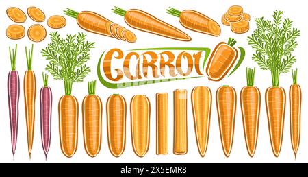 Vector Carrot Set, una raccolta di illustrazioni ritagliate di molte carote succose sbucciate e composizioni di natura morta vegetariana, vegane gialle e viola Illustrazione Vettoriale