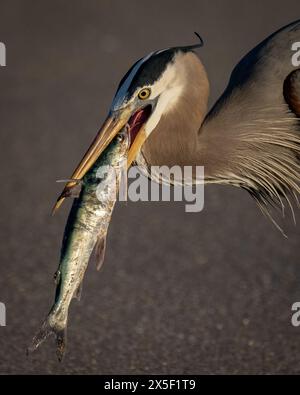 Ottimo airone blu a caccia/pesca di serpenti e pesci in Florida Foto Stock