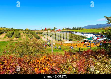 Un festival del raccolto autunnale in ottobre con le famiglie in una zona di zucca accanto a file di mele in un frutteto, a Green Bluff, Washington, vicino a Spokane Foto Stock