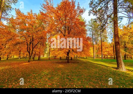 Brillanti colori autunnali di giallo, rosso e arancione durante l'autunno presso High Bridge Park, nel centro di Spokane, Washington, Stati Uniti. Foto Stock
