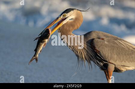 Ottimo airone blu a caccia/pesca di serpenti e pesci in Florida Foto Stock