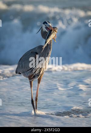 Ottimo airone blu a caccia/pesca di serpenti e pesci in Florida Foto Stock