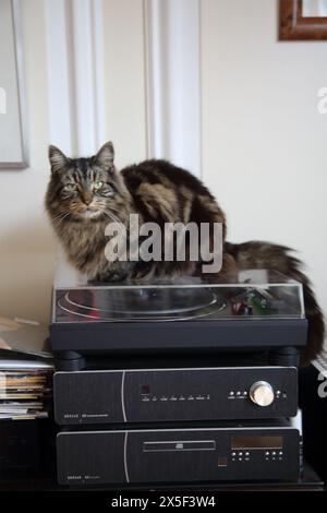 Long Fur Tabby Tom Cat seduto in cima al record Player Surrey England Foto Stock