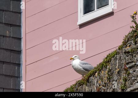 European Herring Gull, Larus argentatus, che riposa a Mevagissey in Cornovaglia Foto Stock