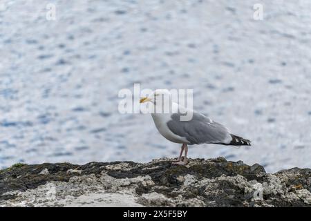 European Herring Gull, Larus argentatus, che riposa a Mevagissey in Cornovaglia Foto Stock