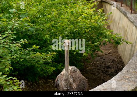 Singolo curioso struzzo Struthio camelus grande uccello nel suo habitat recintato nello zoo di Sofia, Sofia, Bulgaria, Europa orientale, Balcani, UE Foto Stock