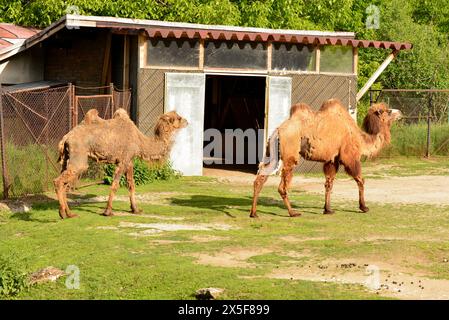 Adulti: Cammello battriano o cammello bactriano e vitello a due gobbe o cammello mongolo a rischio critico nello zoo di Sofia, Bulgaria Foto Stock