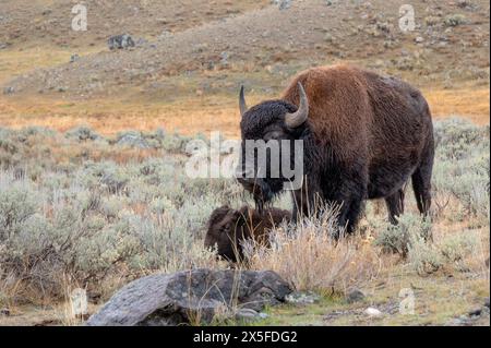 Madre e giovane bisonte che riposano nel parco nazionale di Yellowstone. Foto Stock