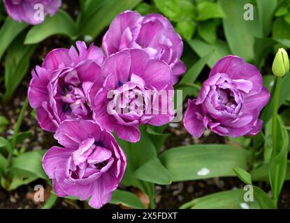 Un gruppo di teste di fiori viola del Tulip Blue Diamond. Foto Stock