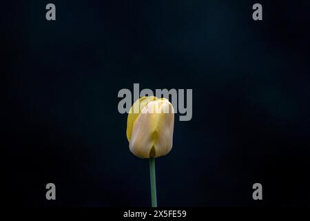 (Ottawa, Canada---07 maggio 2024) tulipani nel giardino della madre. Fotografia Copyright 2024 Sean Burges / Mundo Sport Images. Se si pubblica un messaggio sui social media, si prega Foto Stock