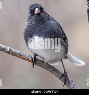 (Ottawa, Canada---06 gennaio 2024) junco di colore ardesia o dagli occhi scuri arroccato vicino all'alimentatore per uccelli sul retro. Fotografia Copyright 2024 Sean Burges / Mun Foto Stock