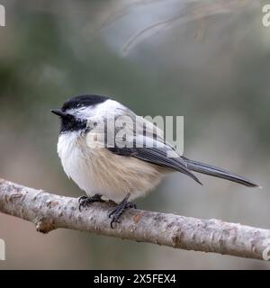 (Ottawa, Canada---06 gennaio 2024) chickadee con il tetto nero arroccato vicino all'alimentatore per uccelli sul retro. Fotografia Copyright 2024 Sean Burges / Mundo Sport i Foto Stock