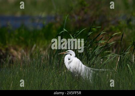 Un egret adulto adulto grande o comune (Ardea alba) in piedi di fronte alla vegetazione verde scuro nel Michigan, Stati Uniti. Foto Stock