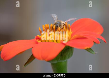 Un'ape di miele su un girasole messicano, Tithonia rotundifolia. Foto Stock