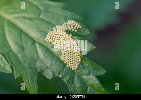 Una massa di minuscole uova di farfalla bianca o di falena su una foglia verde. Foto Stock