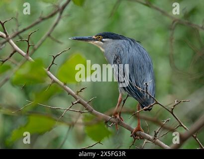 Heron con sponde verdi arroccato su un ramo sottile nella riserva naturale. Foto Stock