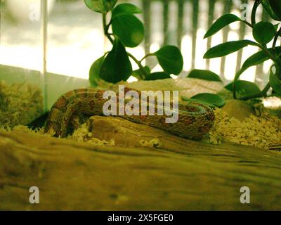 Serpente di granturco rosso in Florida che sparge la pelle muta all'interno di un acquario di vetro. Vista ravvicinata orizzontale. Rettile non velenoso con strisce con pianta verde Foto Stock