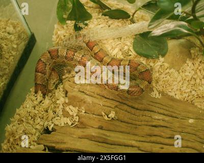 Serpente di granturco rosso in Florida che sparge la pelle muta all'interno di un acquario di vetro. Vista ravvicinata orizzontale. Rettile non velenoso con strisce con pianta verde Foto Stock