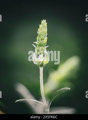 Tè greco di montagna (sideritis Scardica) Foto Stock