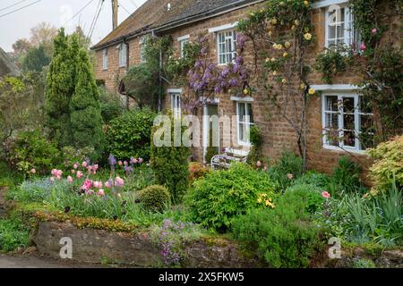 Glicine giapponese e rose gialle nel giardino frontale di un cottage in pietra la mattina presto. Wroxton, Oxfordshire, Inghilterra Foto Stock