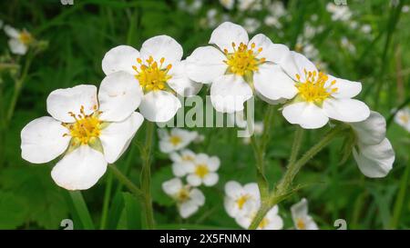 Walderdbeeren Fragaria vesca bluehen AM 09.05.2024 a Erfurt. Die Wald-Erdbeere gehoert zu den Rosengewaechsen. Zudem ist sie eine wichtige Nahrungsquelle fuer Voegel, die die kleinen Fruechte gerne fressen. Fragole selvatiche Fragaria vesca fioriscono il 9 maggio 2024 a Erfurt. La fragola selvatica appartiene alla famiglia delle rose. È anche un'importante fonte di cibo per gli uccelli, che amano mangiare i piccoli frutti. Ricerca: Deutschland Thueringen Natur Pflanzen Erdbeeren Bluehen Buete Bluetezeit Wald Waldboden Walderdbeere Waldbeeren Wetter Wetterfeature Fruehling Fruehlingsfeature weisse Blueten Oekolog Foto Stock