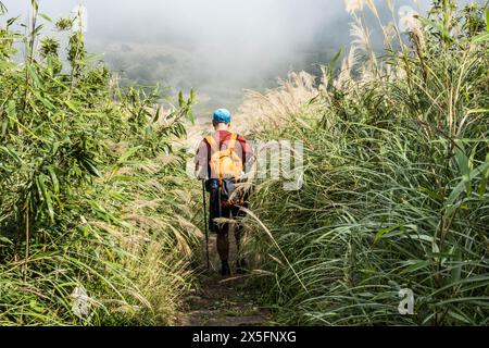 Trekking attraverso l'erba argentata cinese nel Parco Nazionale di Yangmingshan, Taipei, Taiwan Foto Stock