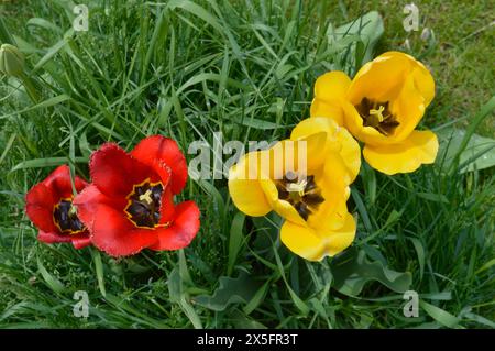 Vista dall'alto verso il basso dei tulipani aperti a tarda primavera Foto Stock