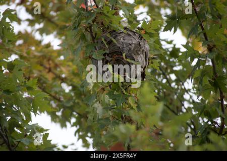 Un grande nido di vespa appeso precariamente in un albero d'acero Foto Stock