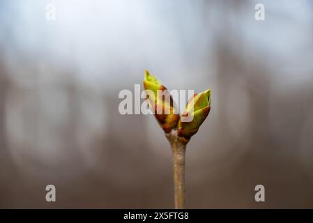 Vista ravvicinata di giovani gemme in procinto di fiorire su un ramo, con uno sfondo sfocato che sottolinea l'inizio della stagione primaverile. Foto Stock