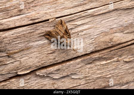 Hypena rostralis famiglia Erebidae genere Hypena muso abbottonato falena natura selvaggia insetti fotografia, foto, sfondo Foto Stock