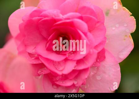 Begonia rosa con goccioline di pioggia Foto Stock