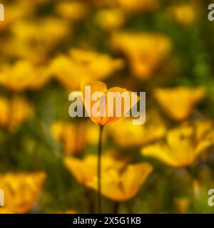 Papaveri selvatici messicani e californiani in Arizona Foto Stock