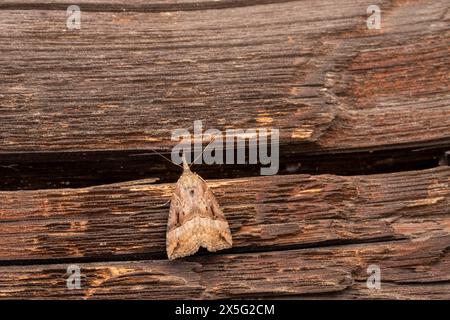 Hypena rostralis famiglia Erebidae genere Hypena muso abbottonato falena natura selvaggia insetti fotografia, foto, sfondo Foto Stock