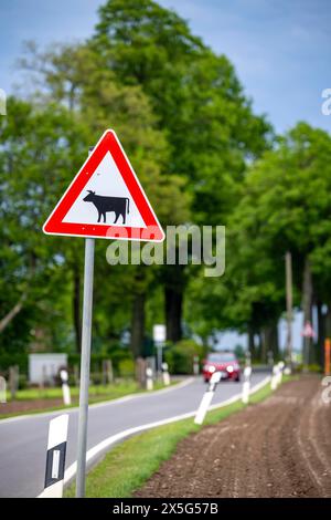 Strada di campagna, segnaletica stradale Cattle Drive, cartello avvisa di bestiame sulla strada, vicino a Linnich NRW, Germania, Foto Stock