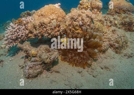 Pesce pagliaccio anemonefish nel Mar Rosso colorato e bellissimo, Eilat Israel Foto Stock