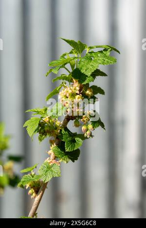 Cespuglio di uva spina fiorito all'inizio della primavera in un frutteto. Giardino del cottage. Foto Stock