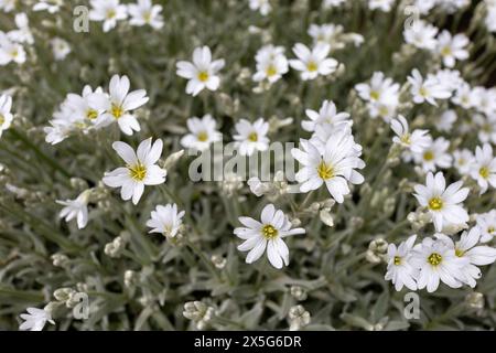Fiori ornamentali bianchi le alghe boreali del genere Cerastium e della famiglia Caryophyllaceae. È endemica della Crimea Foto Stock
