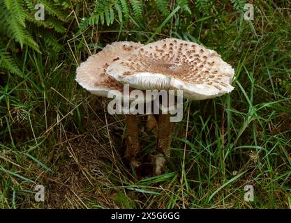 Ombrellone funghi, Macrolepiota procera (Lepiota procera, Leucocoprinus proceus), Lepiotaceae Foto Stock