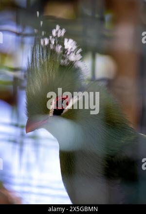 Splendido uccello di medie dimensioni con piumaggio verde brillante, becco rosso e cerotti alari cremisi. Si trova nelle lussureggianti foreste pluviali e nei boschi del sub-sahariano Foto Stock