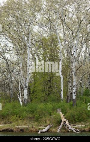 Enormi alberi di betulla che dormono vicino al lago nel Parco Nazionale Donau-Auen (Danubio Auen) vicino a Vienna, Austria Foto Stock