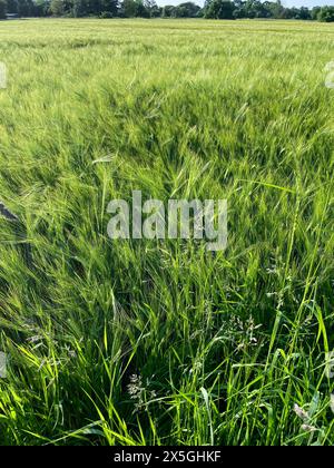 Gerste mit langen Ähren, Getreidefeld im Sommer Foto Stock