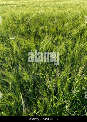 Gerste mit langen Ähren, Getreidefeld im Sommer Foto Stock