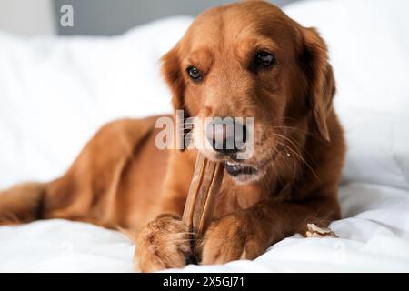 Striscione con il cane Golden Retriever che giace su una coperta bianca e puzza un osso Foto Stock