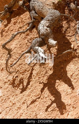 Una radice d'albero sta fuoriuscendo dal terreno in un'area rocciosa asciutta. L'ombra della radice viene gettata sul terreno, creando un senso di profondità e dimensione. Foto Stock