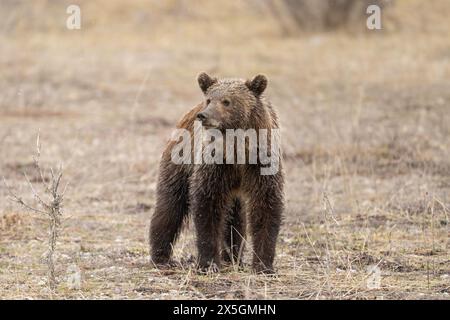 Giovane orso grizzly - cucciolo di orso 619 - Grand Teton National Park Primavera 2024 Foto Stock