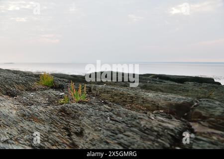 Pianta verde su rocce costiere la mattina presto Foto Stock