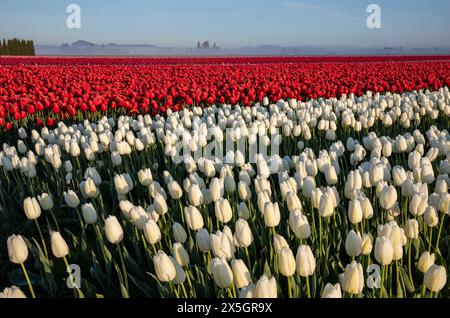 WA25180-00...WASHINGTON - file di tulipani colorati che fioriscono nella Skagit Valley vicino al Monte Vernon. Foto Stock