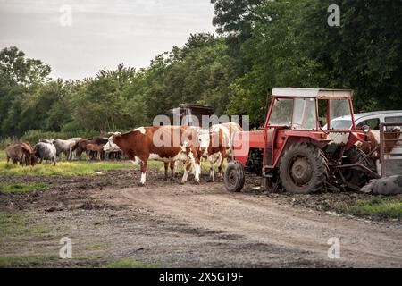 Foto di una mucca holstein in piedi a Zasavica, in Serbia. Il Friesiano Holstein è una razza internazionale o un gruppo di razze di bovini da latte. È ori Foto Stock