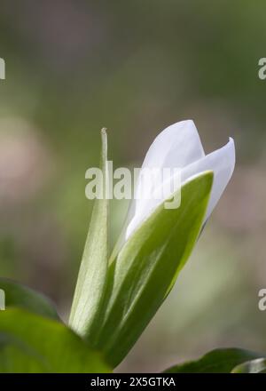 Primo piano di fiori selvatici White Trillium in primavera Foto Stock